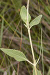 Semaphore thoroughwort